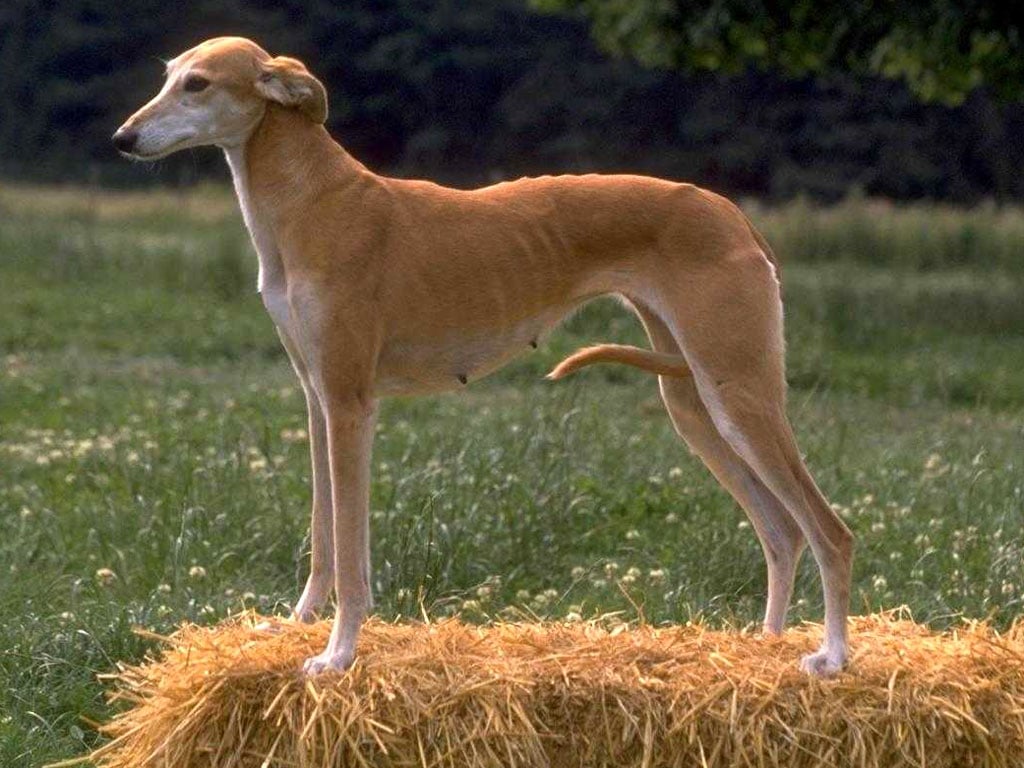 Азавак (африканская борзая)